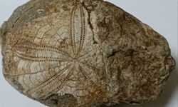 Baklan’da milyonlarca yıllık deniz yıldızı fosili bulundu