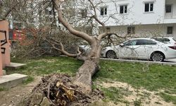 Denizli’de çatılar uçtu, ağaçlar araçların üzerine devrildi