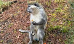 Denizli'de mantar aramak için çıktığı doğada maymun buldu