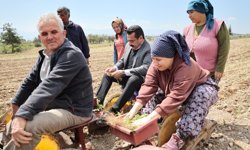 Başkan Ertemur Makam'da Degil Tarlada Ter Döktü