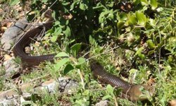 Demir yılan Bozkurt’ta ortaya çıktı