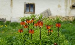 Ağlayan gelinler 5 yıl sonra baharı karşıladı