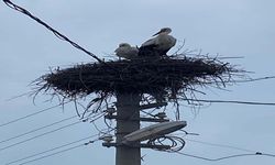 2 aşık leylek geleneği bozmadı