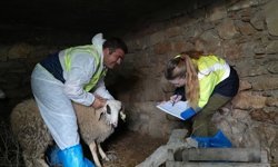 Başkan Çavuşoğlu’nun hayvancılık hamlesine üreticiden tam not