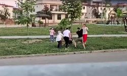 Denizli'de Dehşet Anları: Parkta Köpeğe Saldıran Başıboş Hayvanı Doktor Çekiçle Öldürdü!