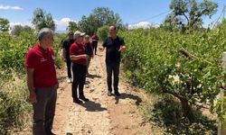 Çal’da Dolu Yağışı Ürünlere Zarar Verdi