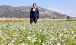 Tavas’ta Karacaot Ekiminde Verimlilik Testi Yapılıyor