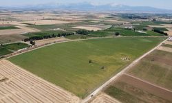 Denizli Ticaret Borsası’nın Yerli Nohut Çeşidinde İlk Tohumlar Yeşerdi