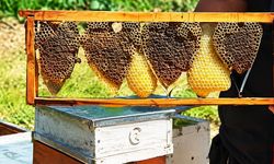 Kovan Denetiminde Bulunan Kalp Şeklindeki Petek Görenleri Şaşırttı