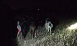 Çivril Jandarması Kayıp Keçileri Kısa Sürede Buldu