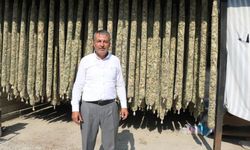 Çivril’de Elma Bahçeleri Tütün Tarlalarına Dönüşüyor