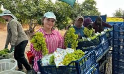 Buldan’da Sezonun İlk Üzüm Hasadı Gerçekleştirildi
