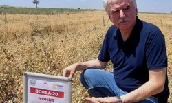 Yerli Nohut Çeşidinde Hasat Zinciri Büyüyor