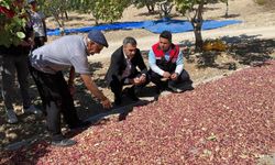 Güney'de Toplanan Antep Fıstıkları Üreticinin Yüzünü Güldürüyor