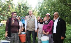 Şemsi Bayraktar, Çivril'de Elma Hasadı Yaptı
