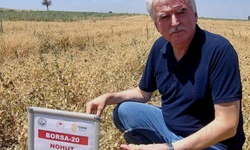 Yerli Nohut Çeşidinde Hasat Zinciri Büyüyor