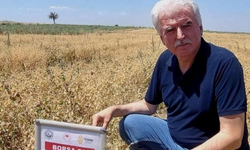 Yerli Nohut Çeşidinde Hasat Zinciri Büyüyor