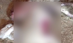Denizli'de Ağıla Kurt Girdi, 1 Koyun Telef Oldu