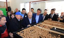 Çameli Ceviz Üretiminde Türkiye'de İlk Sırayı Hedefliyor