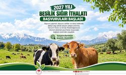 Denizli'de 2027 Yılı Besilik Sığır İthalatı Başvuruları Başladı