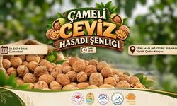 Çameli’de Ceviz Hasadı Coşkusu Başlıyor