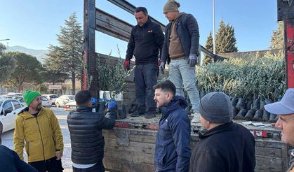 Tavaslı Çiftçilere Zeytin Fidanları Dağıtıldı