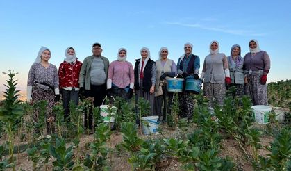 Buldan’da Üreticinin Yüzü Gülüyor: Fiyatlar Zirvede