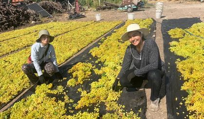 Denizli Üzümündeki Fiyat Belirsizliği Çiftçiyi Tedirgin Ediyor