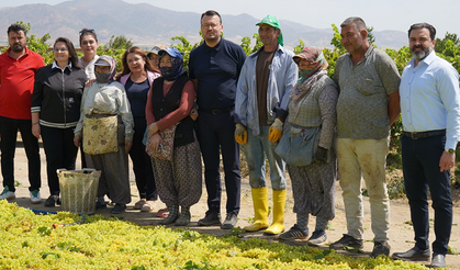 CHP Denizli Milletvekili Arpacı'dan Üzüm Bağında Tepki