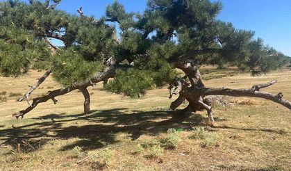 Asırlık çamın yaşam mücadelesi