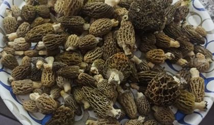 Buldan ormanlarında kuzugöbeği bereketi