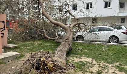 Denizli’de çatılar uçtu, ağaçlar araçların üzerine devrildi