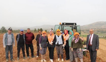 Poşusunu takan Kaymakam Kuran üreticilerle birlikte kekik dikti