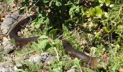 Demir yılan Bozkurt’ta ortaya çıktı