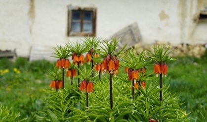 Ağlayan gelinler 5 yıl sonra baharı karşıladı