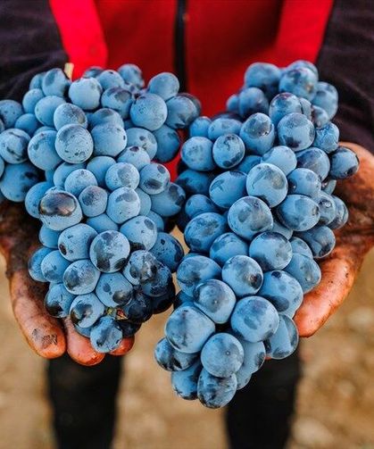 Çal Karası Sempozyumu 3.500 Yıllık Mirası Gün Yüzüne Çıkaracak