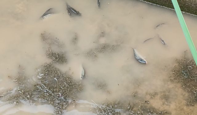 Çal Kanyonunda balıklar can çekişiyor