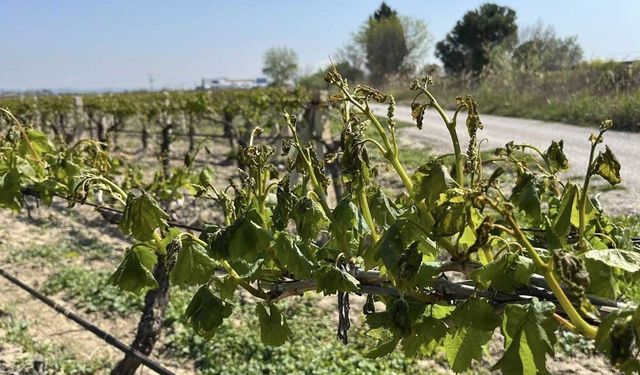 Meteoroloji Çiftçileri Zirai Dona Karşı Uyardı