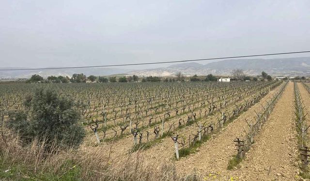 Sultaniye Üzüm Bağlarına Bahar Erken Geldi