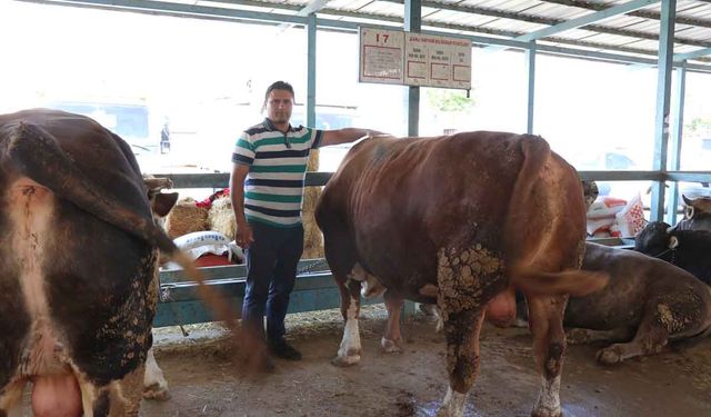 Denizli kurban pazarının en büyüğü tosun 310 bin TL’ye satıldı