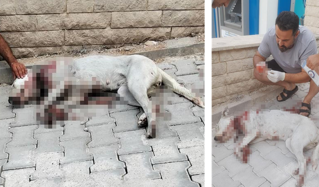 Denizli’de Hamile Köpek Tüfekle Vuruldu