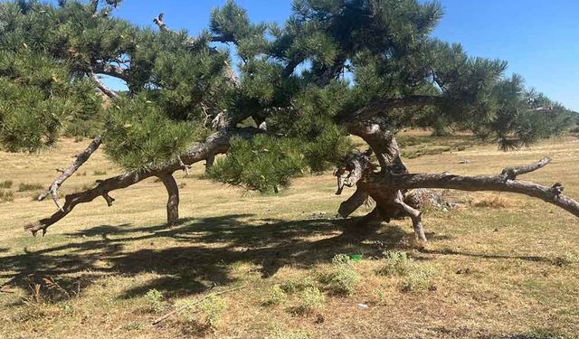 Asırlık çamın yaşam mücadelesi