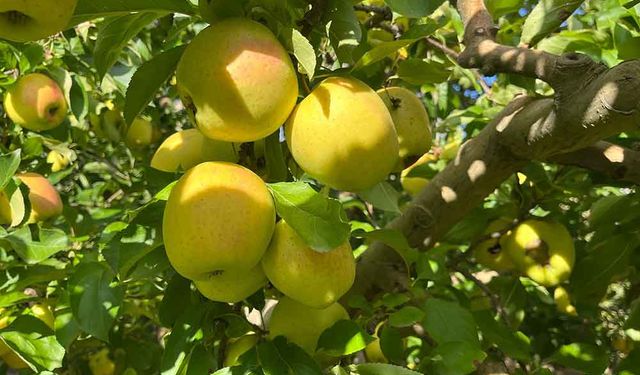 Buldan'da elma hasadı yüz güldürüyor