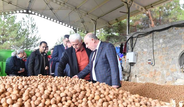 Cevizin Başkenti Denizli'de Ceviz Hasadı Başladı