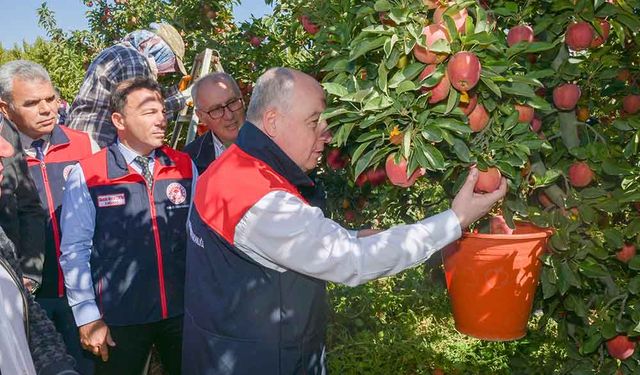 Ege'nin elma deposu Denizli'de üreticinin yüzü gülüyor