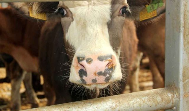 Denizli'de 2 mahallede şap tespit edilmesi üzerine 19 mahalle karantinaya alındı