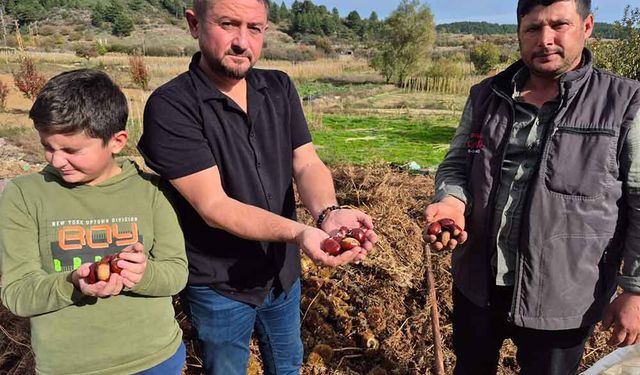 Buldan'ın tescilli kestanesinde hasat zamanı