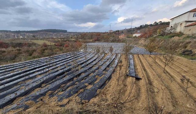 Çilek üreticilerinin tarlada hummalı çalışması devam ediyor