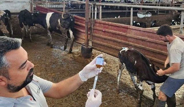 Denizli’de 251 bin hayvan şap hastalığına karşı aşılandı