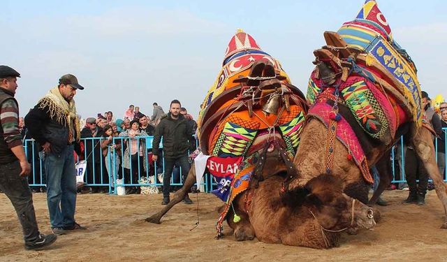 Buldan deve güreşlerine şap engeli